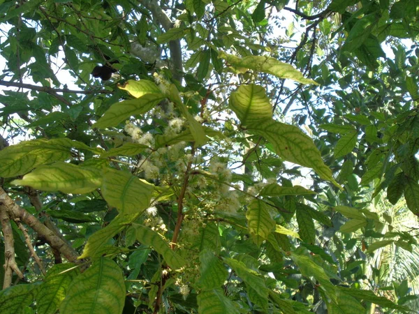 Close Archidendron Pauciflorum Flower Blackbead Dog Fruit Djenkol Tree Luk — Stock fotografie