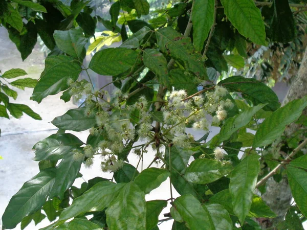 Flor Del Pauciflorum Del Archidendron Cercano Blackbead Fruta Del Perro — Foto de Stock