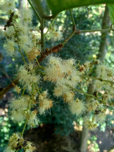 クローズアップArchidendron Pauciflorum花 Blackbeads Dog Fruit Djenkol Tree Luk Nieng Tree — ストック写真