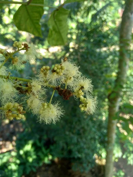 Gros Plan Archidendron Pauciflorum Flower Perle Noire Chien Fruit Djenkol — Photo