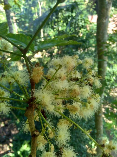 Närbild Archidendron Pauciflorum Blomma Blackbead Dog Fruit Djenkol Träd Luk — Stockfoto