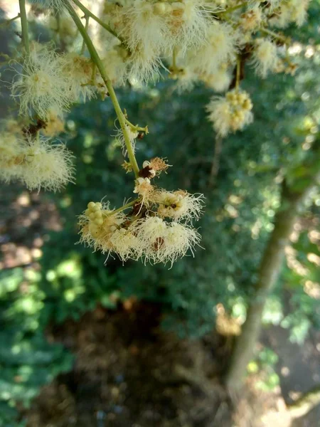 Gros Plan Archidendron Pauciflorum Flower Perle Noire Chien Fruit Djenkol — Photo