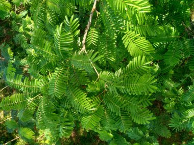 Sato yaprakları (Parkia speciosa, Parkia speciosa, petai, pete, bükülmüş fasulye kümesi, kokuşmuş fasulye) doğal arka planda bulunur. Petai, Endonezya 'dan gelen özel güçlü kokulu egzotik meyvelerden biridir..