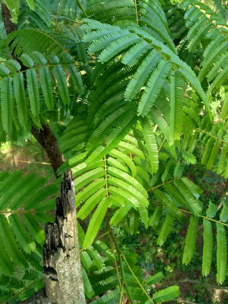 Sato Yaprakları Parkia Speciosa Parkia Speciosa Petai Pete Bükülmüş Fasulye — Stok fotoğraf