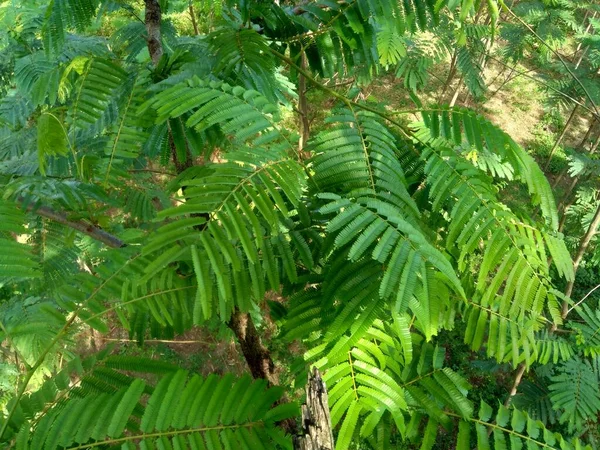 Foglie Sato Parkia Speciosa Parkia Speciosa Petai Pete Fagiolo Grappolo — Foto Stock