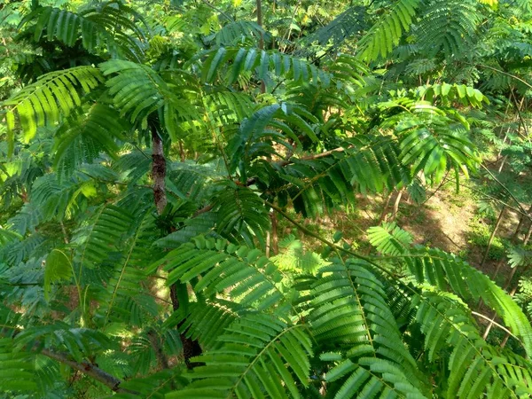 Listy Rajčat Parkia Speciosa Parkia Speciosa Petai Pete Fazol Kroucený — Stock fotografie