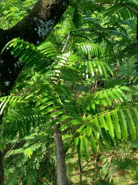 Sato Yaprakları Parkia Speciosa Parkia Speciosa Petai Pete Bükülmüş Fasulye — Stok fotoğraf