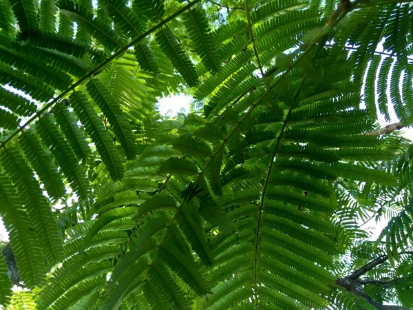 Sato Levelek Parkia Speciosa Parkia Speciosa Petai Pete Sodrott Fürtös — Stock Fotó