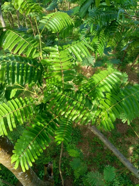 Sato Yaprakları Parkia Speciosa Parkia Speciosa Petai Pete Bükülmüş Fasulye — Stok fotoğraf