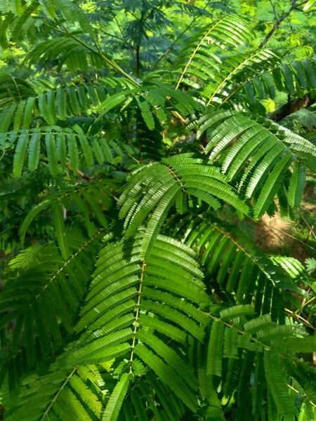 佐藤さんの葉 朴Ia Speciosa Parkia Speciosa Petai Pete ツイストクラスター豆 は自然を背景にしています ペタイ — ストック写真