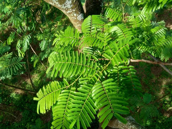 Листя Сато Parkia Speciosa Parkia Speciosa Petai Pete Викручені Кластерні — стокове фото