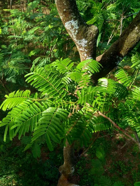 Liście Sato Parkia Speciosa Parkia Speciosa Petai Pete Skręcona Gromadka — Zdjęcie stockowe