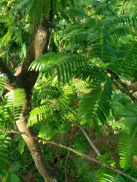 Foglie Sato Parkia Speciosa Parkia Speciosa Petai Pete Fagiolo Grappolo — Foto Stock