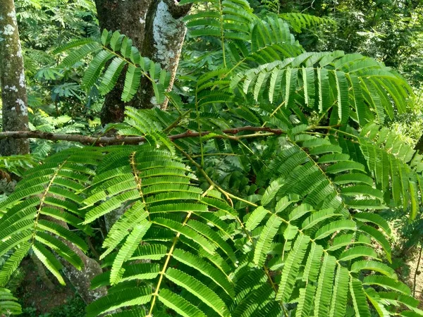 Sato Yaprakları Parkia Speciosa Parkia Speciosa Petai Pete Bükülmüş Fasulye — Stok fotoğraf