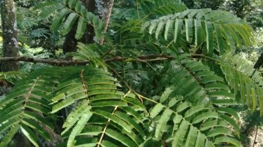 Sato yaprakları (Parkia speciosa, Parkia speciosa, petai, pete, bükülmüş fasulye kümesi, kokuşmuş fasulye) doğal arka planda bulunur. Petai, Endonezya 'dan gelen özel güçlü kokulu egzotik meyvelerden biridir..
