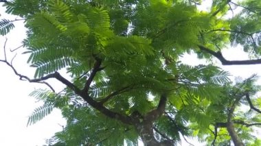 Sato yaprakları (Parkia speciosa, Parkia speciosa, petai, pete, bükülmüş fasulye kümesi, kokuşmuş fasulye) doğal arka planda bulunur. Petai, Endonezya 'dan gelen özel güçlü kokulu egzotik meyvelerden biridir..