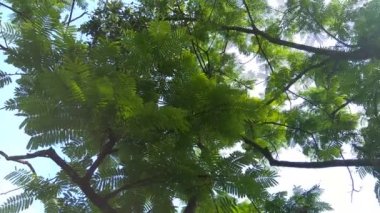 Sato yaprakları (Parkia speciosa, Parkia speciosa, petai, pete, bükülmüş fasulye kümesi, kokuşmuş fasulye) doğal arka planda bulunur. Petai, Endonezya 'dan gelen özel güçlü kokulu egzotik meyvelerden biridir..