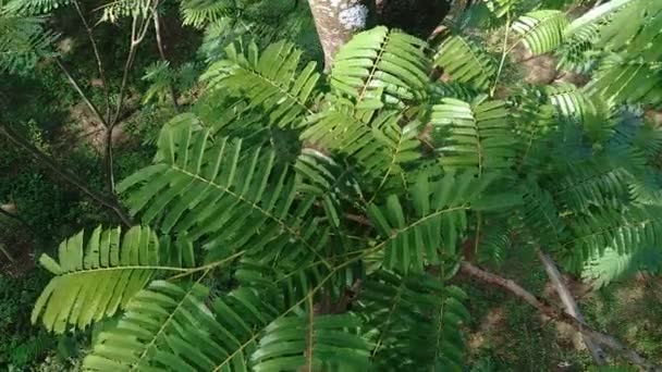 Satobohnen Parkia Speciosa Parkia Speciosa Petai Pete Twisted Cluster Bohnen — Stockvideo