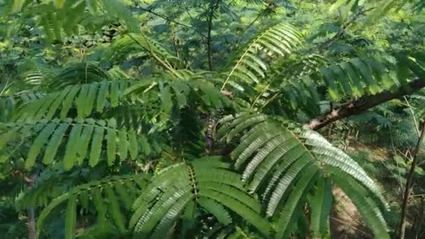 Sato Blad Parkia Speciosa Parkia Speciosa Petai Pete Vriden Klusterböna — Stockvideo