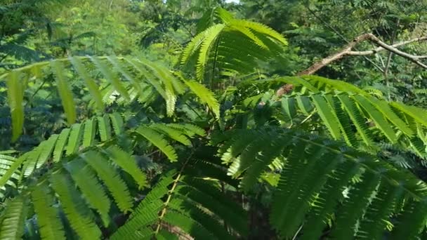 Liście Sato Parkia Speciosa Parkia Speciosa Petai Pete Skręcona Gromadka — Wideo stockowe