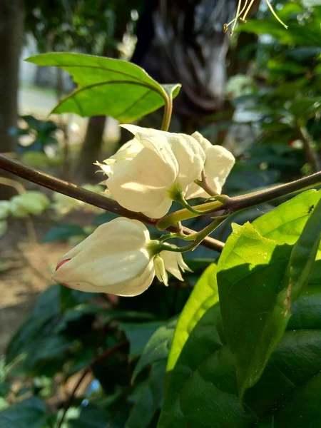 自然の背景を持つクレロデンドラムThomsoniae 出血栄光の弓 栄光の弓 バッグの花 出血心臓のつる 美しさの茂み Nona Makan Sirih を閉じます — ストック写真