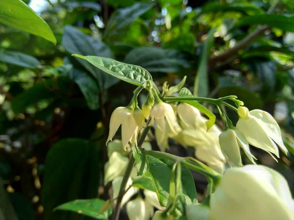 Close Clerodendrum Thomsoniae Bleeding Glory Bower Glory Bower Bag Flower — Stok Foto