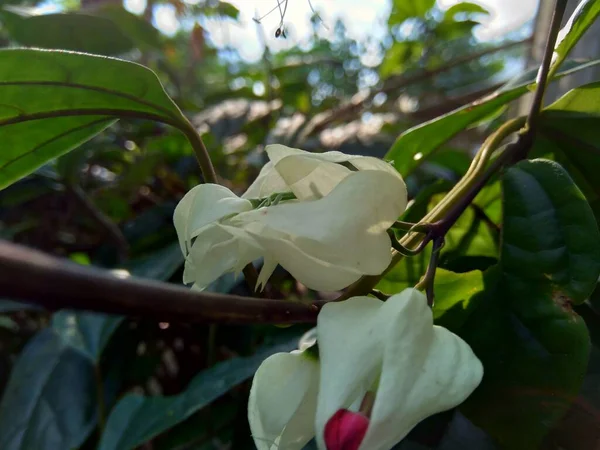 自然の背景を持つクレロデンドラムThomsoniae 出血栄光の弓 栄光の弓 バッグの花 出血心臓のつる 美しさの茂み Nona Makan Sirih を閉じます — ストック写真