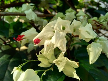Kanayan zafer çardağı, zafer çardağı, torba çiçeği, kanayan kalp sarmaşısı, güzellik çalısı, nona makan sirih) doğal bir geçmişe sahiptir. Clerodendrum cinsi.