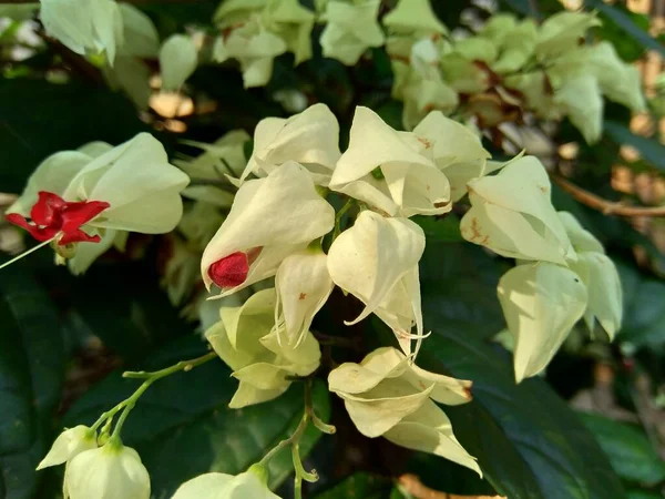 Close Clerodendrum Thomsoniae Sanguinante Pergola Gloria Pergola Gloria Fiore Sacchetto — Foto Stock