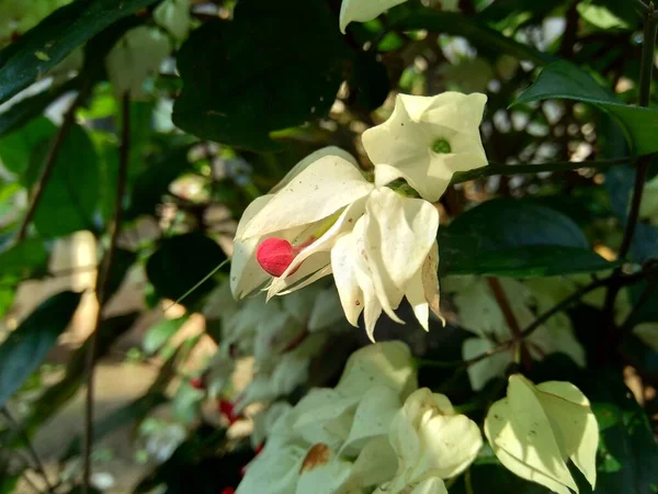 Close Clerodendrum Thomsoniae Sanguinante Pergola Gloria Pergola Gloria Fiore Sacchetto — Foto Stock