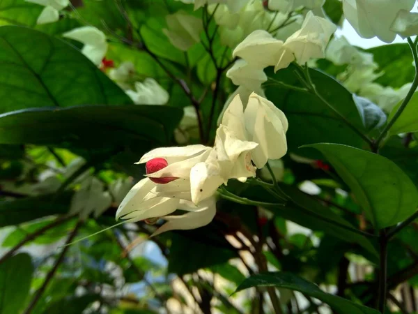 Close Clerodendrum Thomsoniae Blutende Glory Laube Glory Laube Tasche Blume — Stockfoto