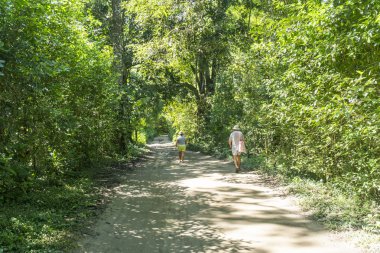 Minca, Santa Marta 'da bitki örtüsü