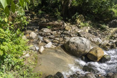Minca, Santa Marta 'da bitki örtüsü