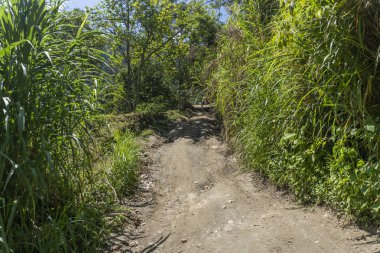 Minca, Santa Marta 'da bitki örtüsü