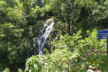 Minca, Santa Marta 'da bitki örtüsü