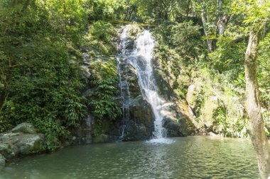 Bahçede bir grup Heliconias çiçeği