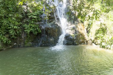Bahçede bir grup Heliconias çiçeği