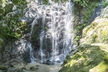 Minca, Santa Marta 'da bitki örtüsü