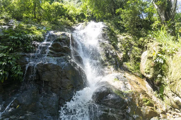 Vegetatie Minca Santa Marta — Stockfoto