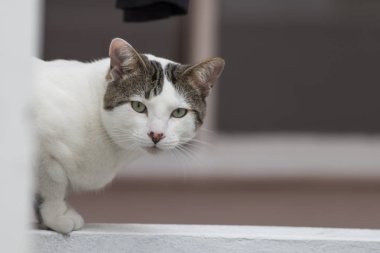 Bir kedinin bakışı.