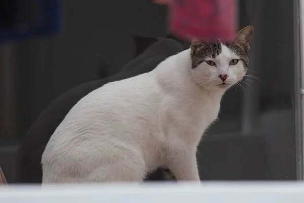 Mirada Gato — Foto de Stock