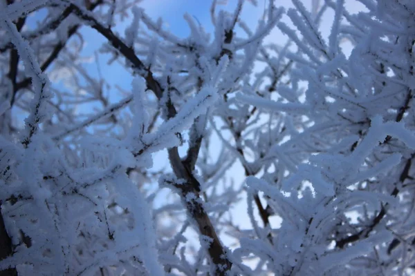 Winter Kälte Schnee Auf Bäumen Abend Dorf Komfort Winterfarben Neujahr — Stockfoto