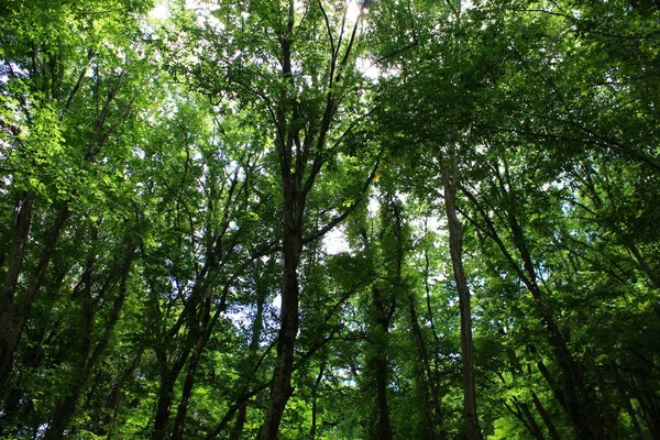 forest, forest by the sea, Russia, greenery, tall trees, green, day in crab garden, power, greatness of nature, greatness of trees