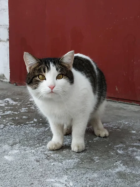 Homeless yard cat with cataract. A sick animal of brown and white color lurks and sits on a concrete floor in the street against a red wall. Protection of homeless animals and shelters.