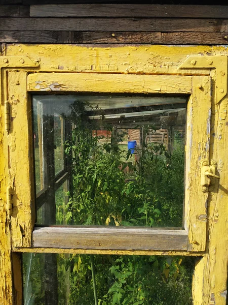 Yellow old window in a greenhouse or greenhouse with greenery. Household, old greenhouse, home harvest, sunny hot summer day