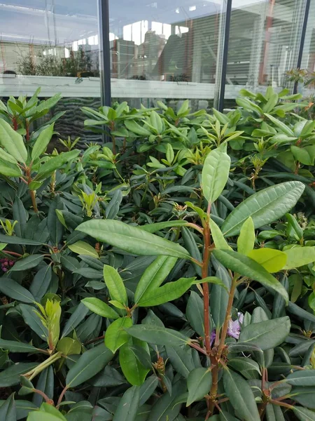 Vertical photo of a greenhouse with green plants. Beautiful green succulent leaves on a glass background. Large greenhouse. Beautiful green garden plant. Garden or shop design with plants