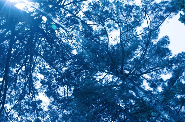 Gałęzie sosny na niebie. Klasyczny niebieski. Modny kolor roku 2020. — Zdjęcie stockowe