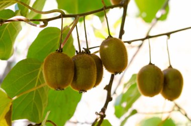 Yeşil kivi ağaca olgunlaşır. Kivi dal. Sağlıklı. Zengin vitamin.