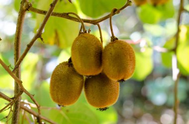 Yeşil kivi ağaca olgunlaşır. Kivi dal. Sağlıklı. Zengin vitamin.