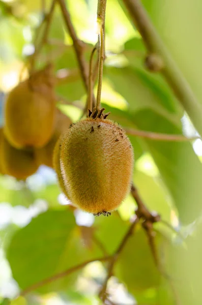 Green kiwis ripen on a tree. Kiwis on a branch. Healthy. Rich in vitamins.